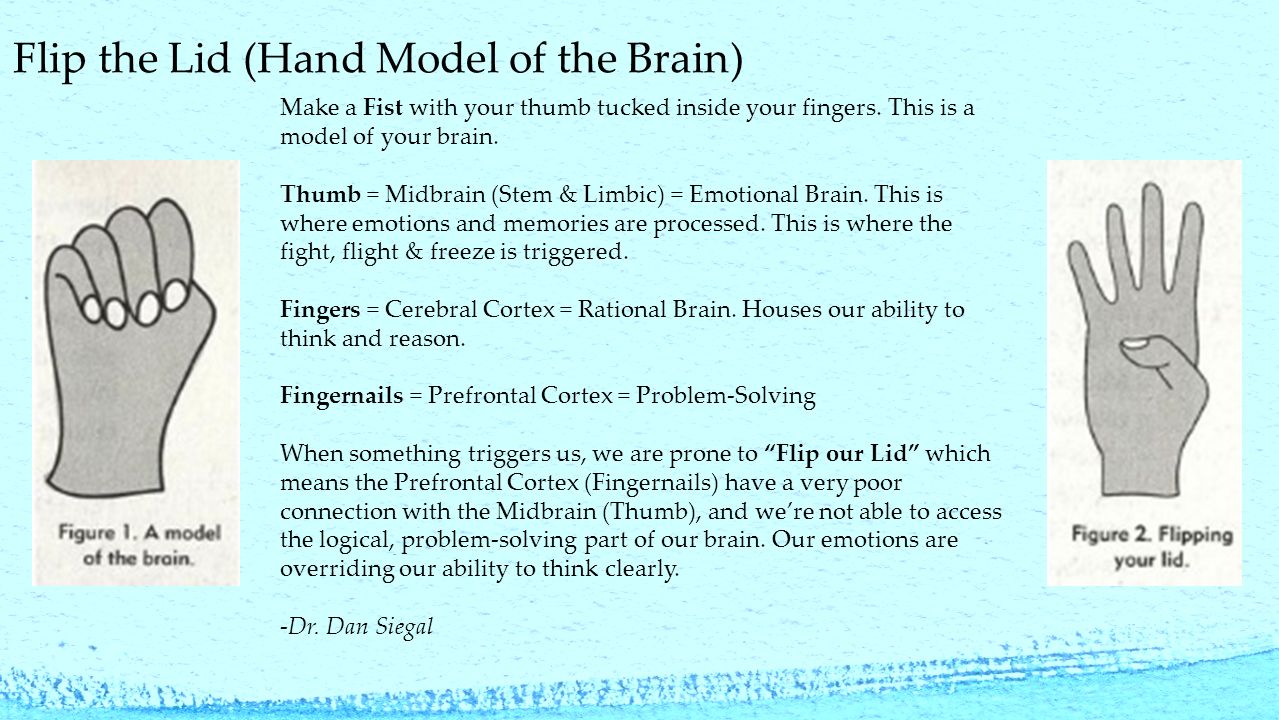 Flip+the+Lid+Hand+Model+of+the+Brain2